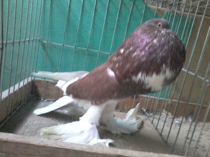 MASCUL2013vandut - GUSATI DE POMERANIA DE VANZARE 0744230652