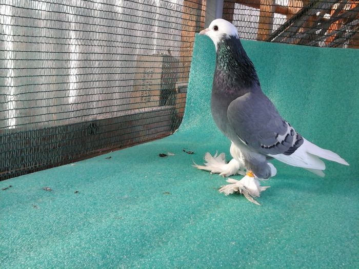 F 5969, prasila (matca)