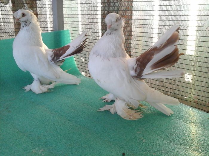 Masculi 2015; 150 lei/buc