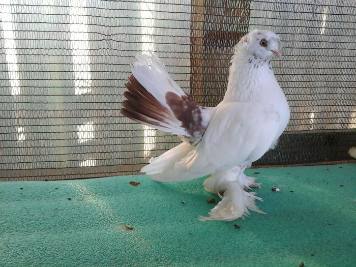 M 2015; 150 lei/buc - au fost VANDUTI