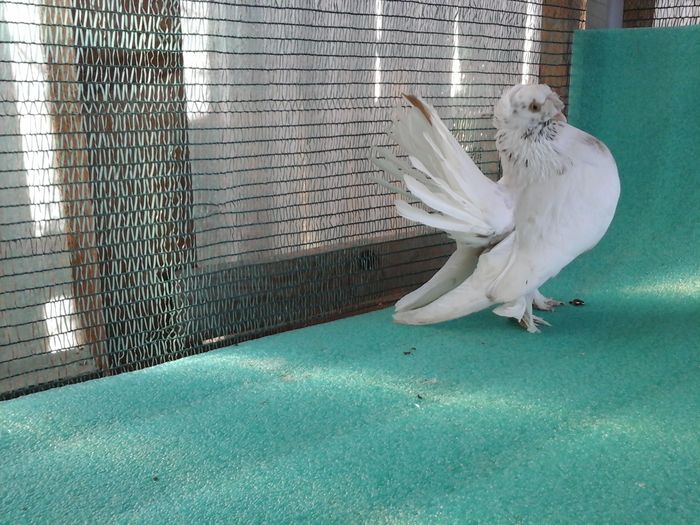 M 9877, 2015, vandut