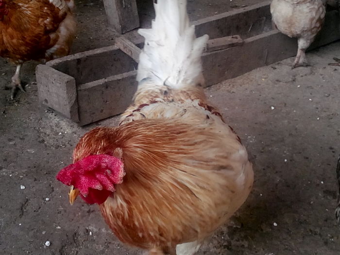 De la cosminn; Da la cosminn
Sumatra cu italiana
