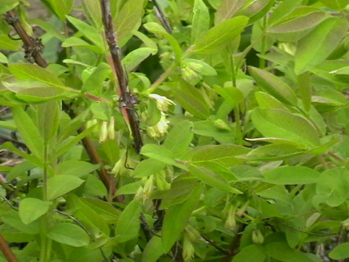 Lonicera K. - Afinul Siberian Soiul -Sinoglaska