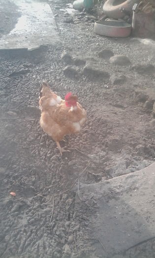 IMG_20160201_093239 - Gaini de tara si Kabir