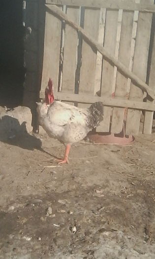 IMG_20160125_110500 - Gaini de tara si Kabir