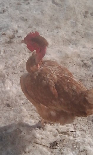 IMG_20160125_110629 - Gaini de tara si Kabir