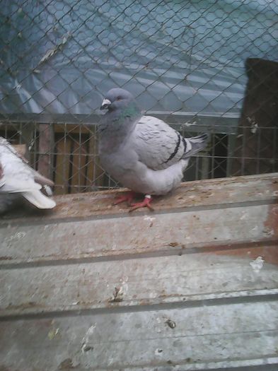 Photo0089 - Standard albastru