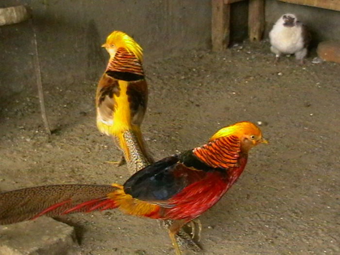 Fazanul Auriu Pe Rosu