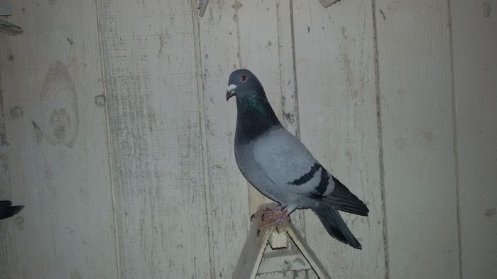 M 2015 Flor engels, van riel, sion cobut- gust cristian, cobut