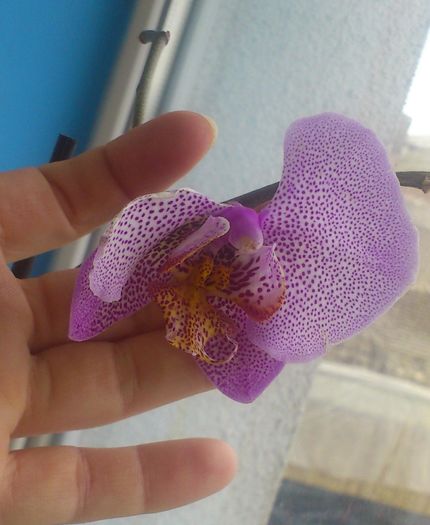 nov2015_3 - Phalaenopsis