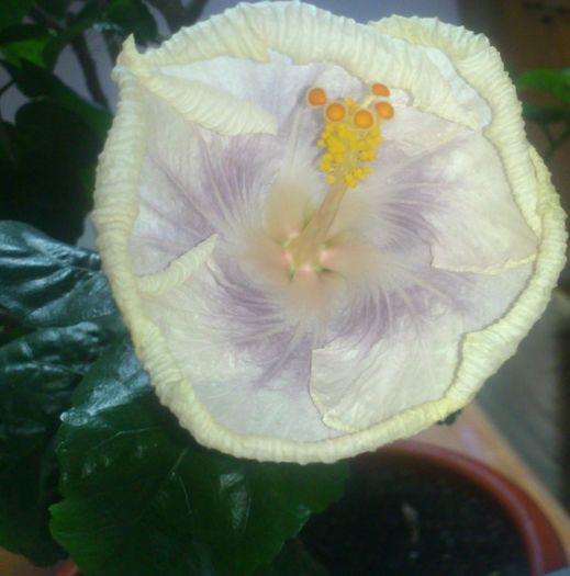 tahitian lavender sundae - Hibiscus