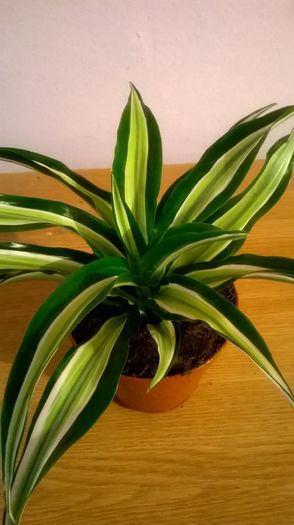 WP_20160201_17_21_11_Pro