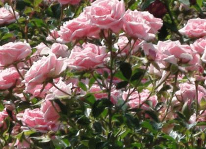 trandafiri-europa-s-rosengarten-4garden - Achizitii trandafiri 2016