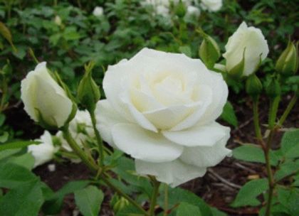 butasi-de-trandafiri-iceberg-4garden