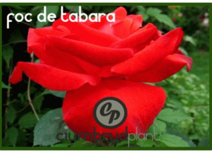 trandafiri-foc-de-tabara-4garden - Achizitii trandafiri 2016