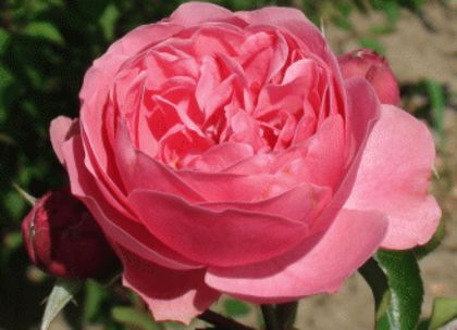 leonardo-da-vinci-4garden - Achizitii trandafiri 2016