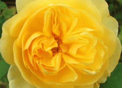 butasi-de-trandafiri-graham-thomas-4garden - Achizitii trandafiri 2016