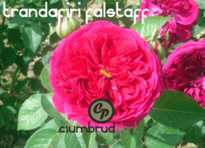 trandafiri-falstaff-4garden - Achizitii trandafiri 2016