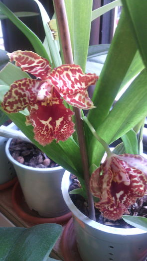 IMG_20151205_120256 - Cambria