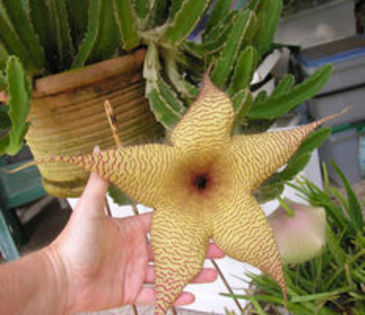 giganteia flower - Imi doresc sa fac o colectie de Stapelia 2017