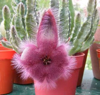 flavirostris - Imi doresc sa fac o colectie de Stapelia 2017