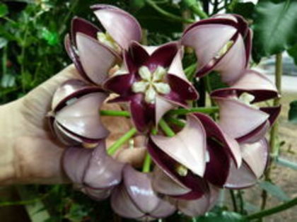 hoya imperialis