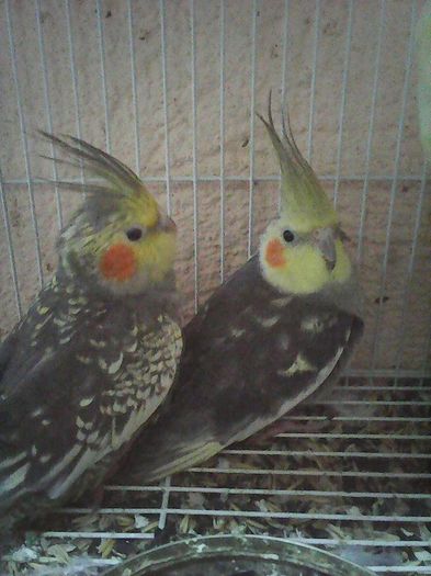 12650818_1112011278843534_2347402017671459790_n