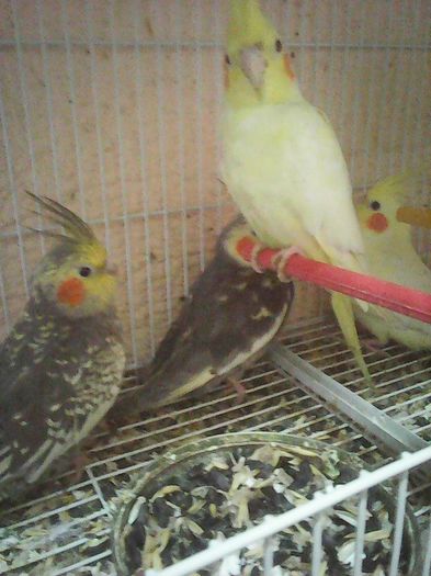 12651357_1112011272176868_2770301055154368041_n