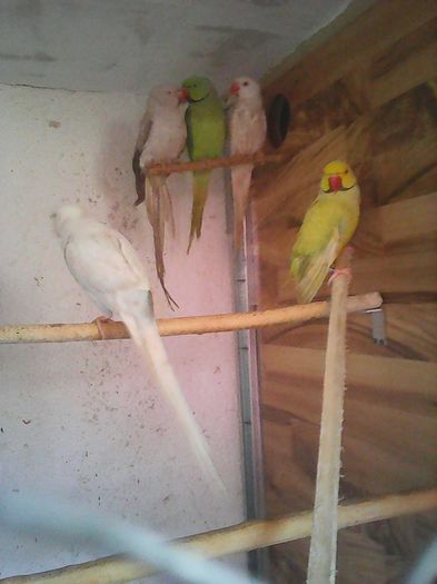 12650928_1112011125510216_827595780651336613_n - micu alx