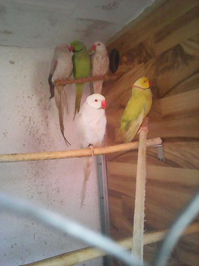 12654417_1112011138843548_5864120154296988546_n - micu alx