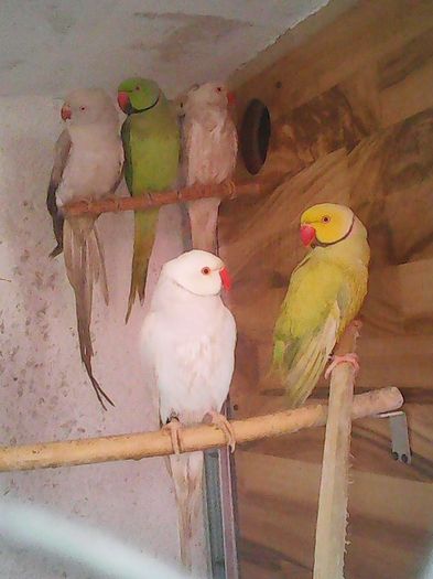 12661838_1112011142176881_9182066167749499_n - micu alx