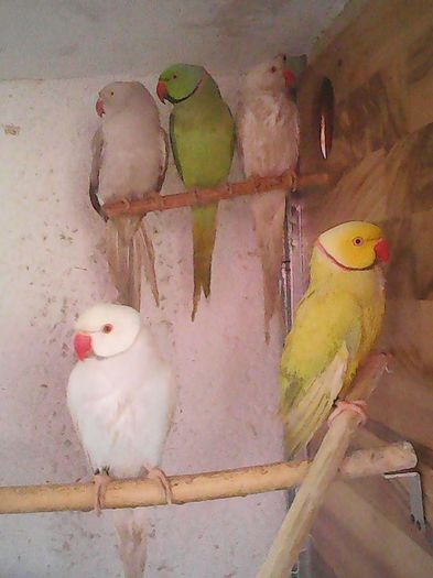 12642631_1112011135510215_8634000533029277614_n - micu alx