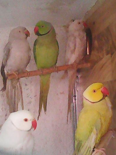 12647389_1112011122176883_1409866130452108622_n - micu alx