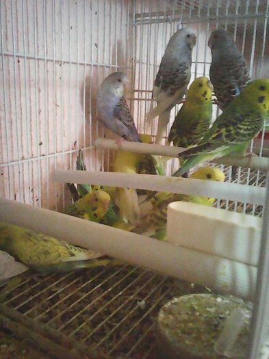 12642692_1112011265510202_1092163495012088925_n