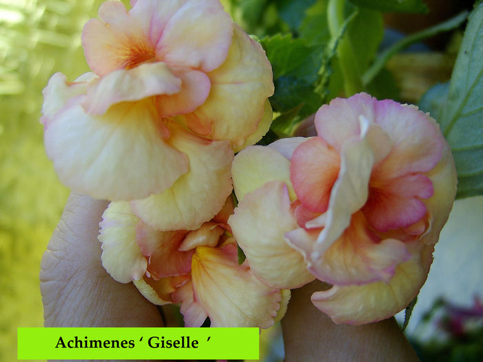 Giselle - 0 - NOUTATI IN COLECTIA MEA 2016