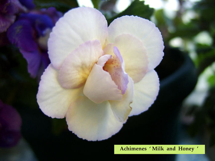 Milk and Honey - 0 - NOUTATI IN COLECTIA MEA 2016