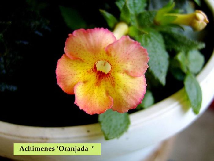 Oranjada - 0 - NOUTATI IN COLECTIA MEA 2016