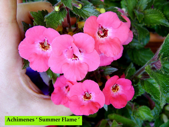 Summer Flame