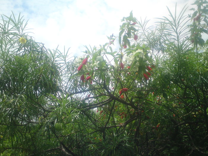 DSC02356 - Mbeya 2