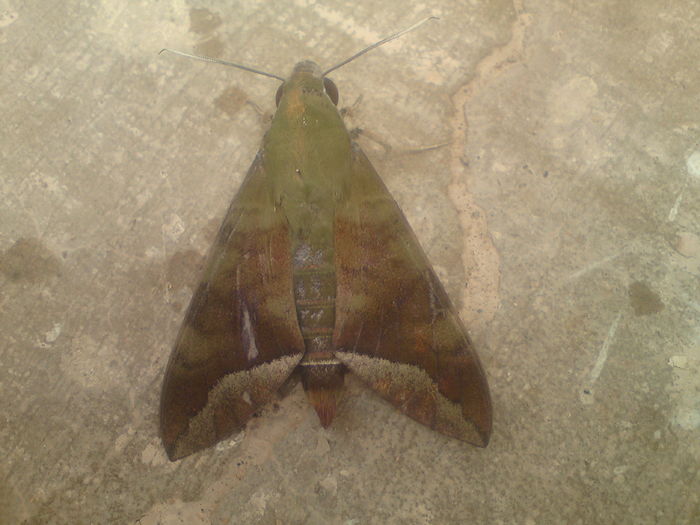 Comma Nephele Hawk-moth - Fluturi si altele