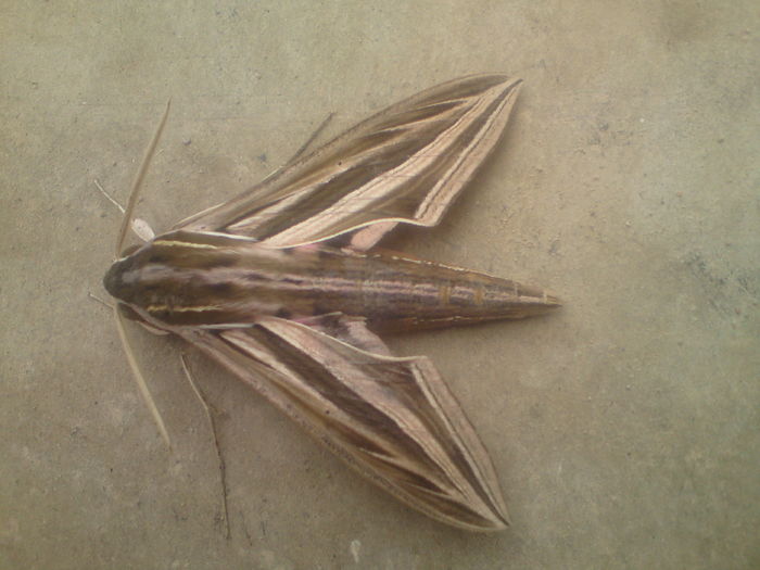 Silver-striped Hawk-Moth - Fluturi si altele