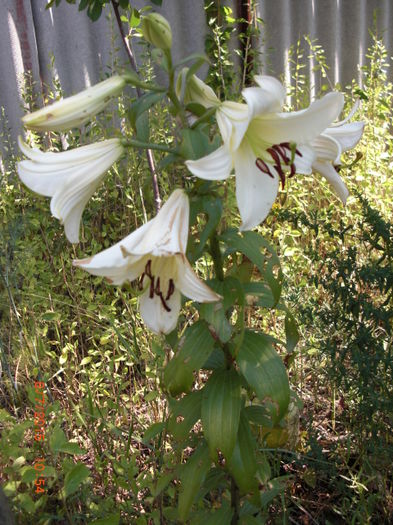 Crin Regal - Gradina Casa si Plante Rare sau Deosebite pentru Sanatate2