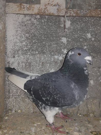 12650506_1094276280593460_788937705_n - Masculi