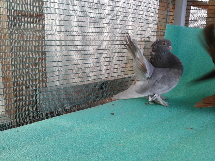 Femela    B 127;  2014