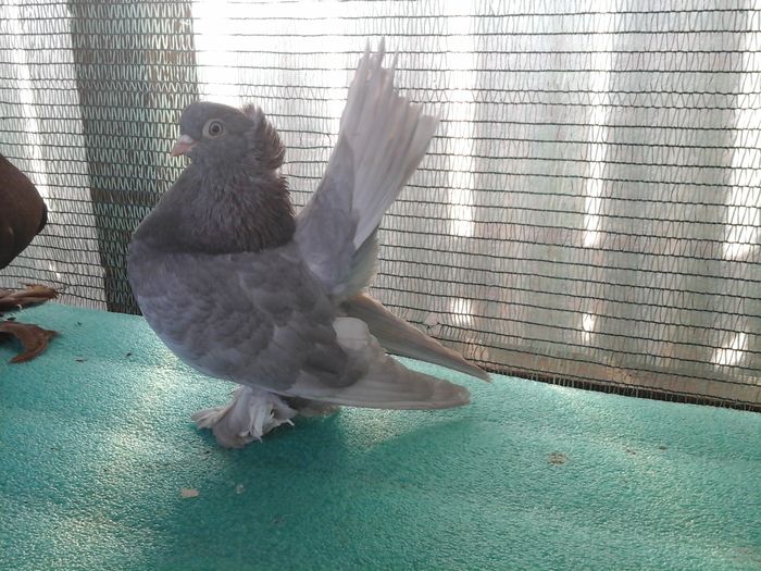 Femela B 127; 2014; 100 lei