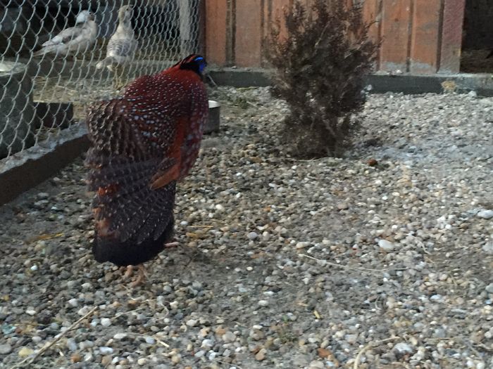 image - Tragopan