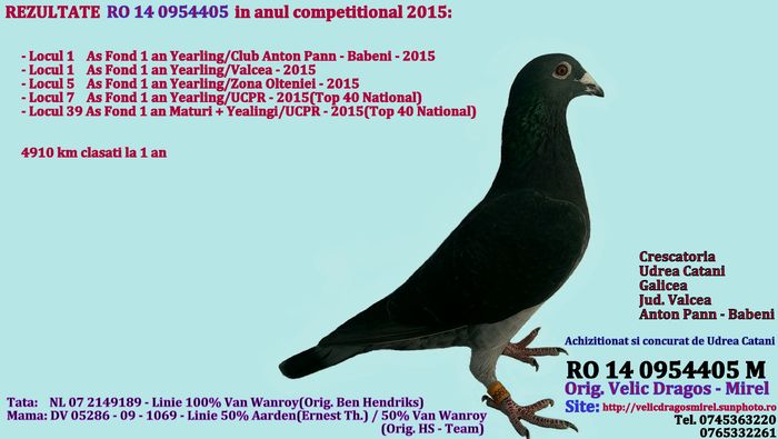 RO 14 0954405 M - LOCUL 7 AS FOND 1 AN YEARLINGI TOP 40 NATIONAL UCPR.. POZA
