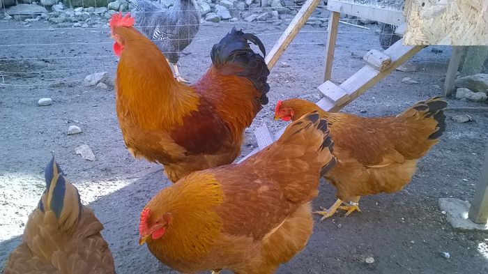 WP_20160203_14_08_55_Pro