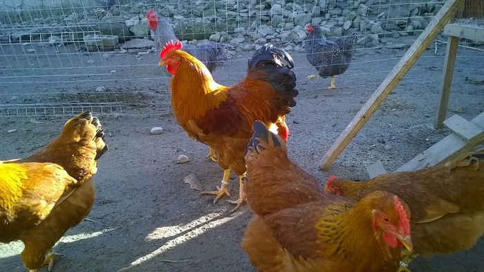 WP_20160203_14_09_01_Pro