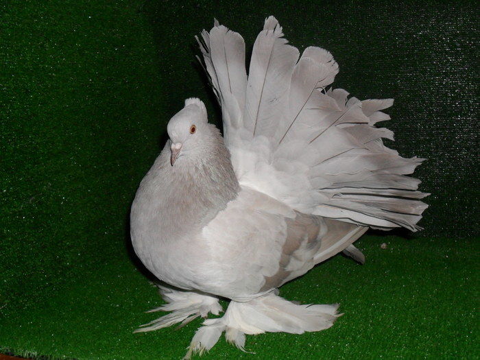 Femela - Porumbei-amintiri